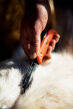 Nóż Outdoor Edge Razor Pro Orange blister - 4