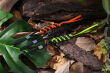 Zawieszka Paracord WE Green/Black + Ti Bead Green - 3