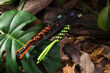 Zawieszka Paracord WE Black + Ti Bead Purple - 2